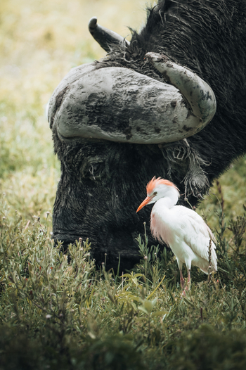 Little Chem Chem: Büffek und Kuhreiher