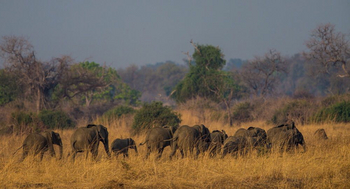 Luambe Camp: Elefanten im Grasland