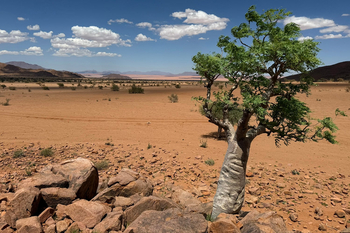 Luna Namib Collection: Bottle Tree