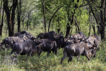 Melia Serengeti Lodge: Gnus