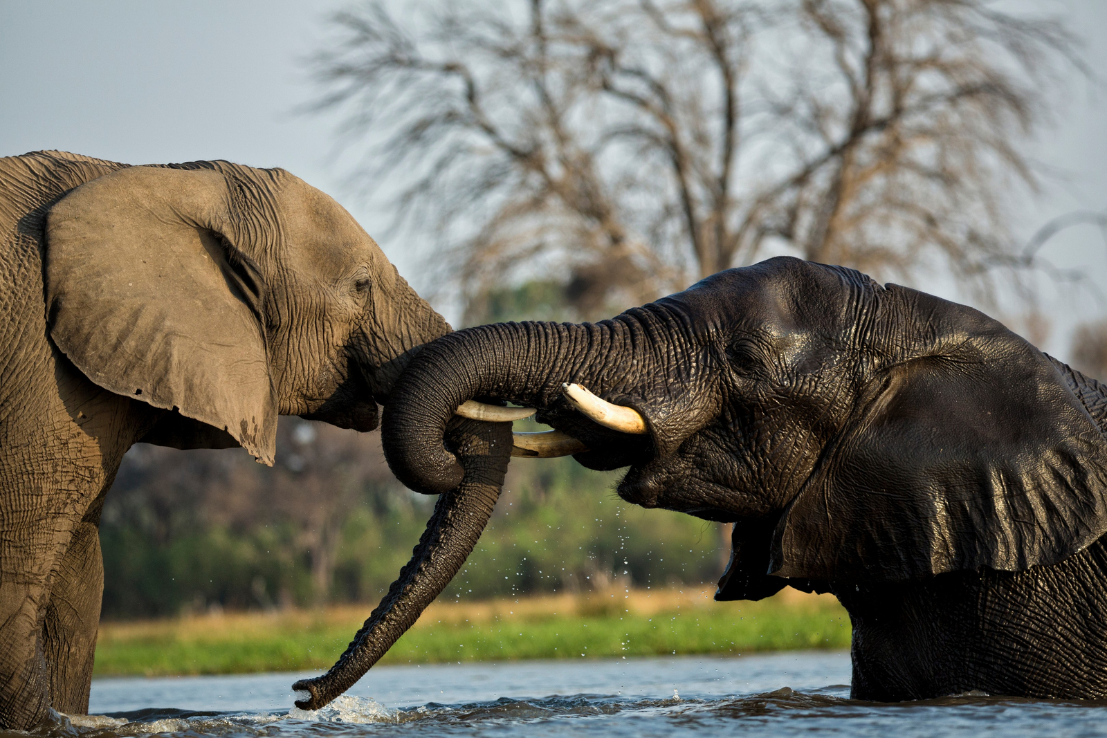 Moremi Game Reserve Moremi Game Reserve