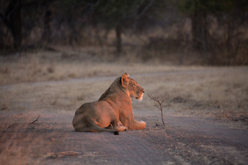 Ntemwa Busanga Bushcamp Ntemwa Busanga Bushcamp: Löwin auf der Piste