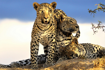Okonjima Plains Camp: Leopardenfamilie