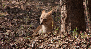 Pench Jungle Camp: Rothund oder Asiatischer Wildhund