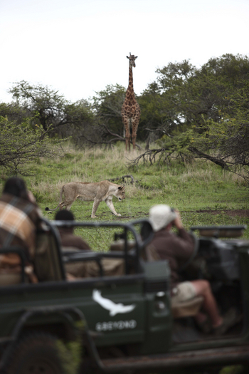 Phinda Mountain Lodge: Giraffe und Löwin voraus