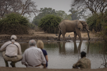Royal Zambezi Lodge: Elefant an einer Wasserstelle
