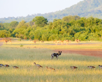 Royal Zambezi Lodge: Wildhund