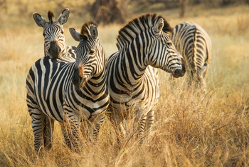 Savute Safari Lodge: Zebras