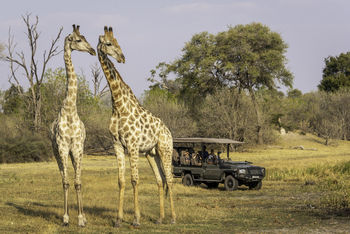 Savuti Camp Savuti Camp: Giraffenpaar