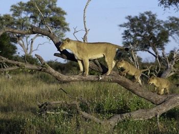 Savuti Camp Savuti Camp: Löwin mit Löwenbabies