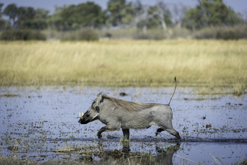 Savuti Camp Savuti Camp: Warzenschwein
