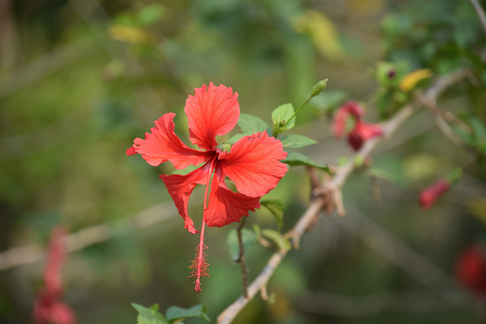 Sunderban Tiger Camp Sunderban Tiger Camp: Hibiskus