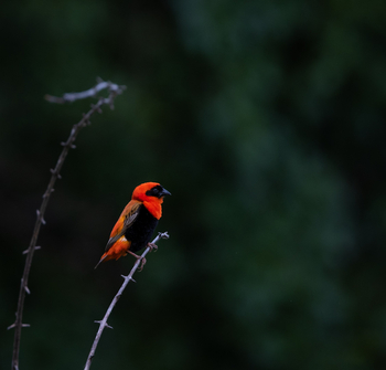 Sungani Lodge Sungani Lodge: Red Bishop