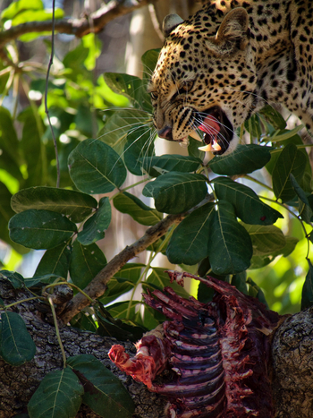 Time + Tide South Luangwa: Leopard mit Kill