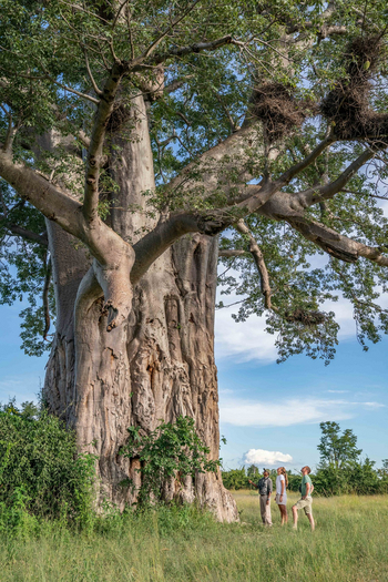 Time + Tide South Luangwa Time + Tide South Luangwa: Walking Safari