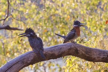Victoria Falls River Lodge Victoria Falls River Lodge: Giant Kingfisher