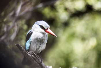 Vumbura Plains Camp: Woodland Kingfisher
