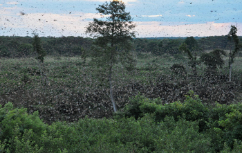 Wasa Lodge: Flughundgewimmel