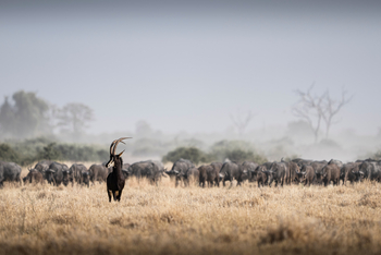 Wilderness Mokete Camp: Rappenantilope
