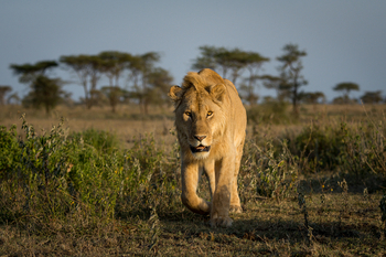 Wilderness Usawa Serengeti Camp: Löwe