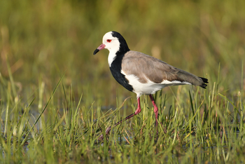 andBeyond Sandibe Okavango Safari Lodge: Long-toed Lapwing