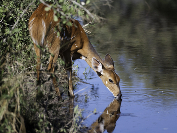 Abu Camp Abu Camp: Trinkender Bushbuck