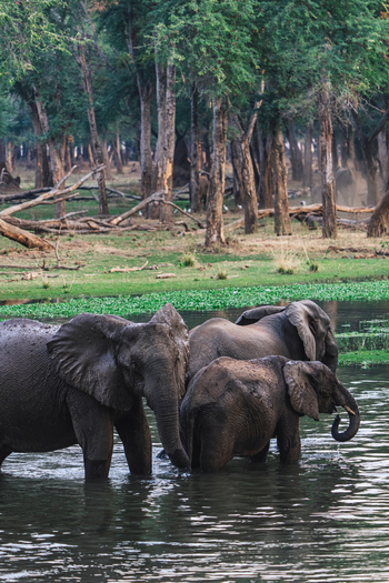 Anabezi Luxury Tented Camp: Badende Elefanten