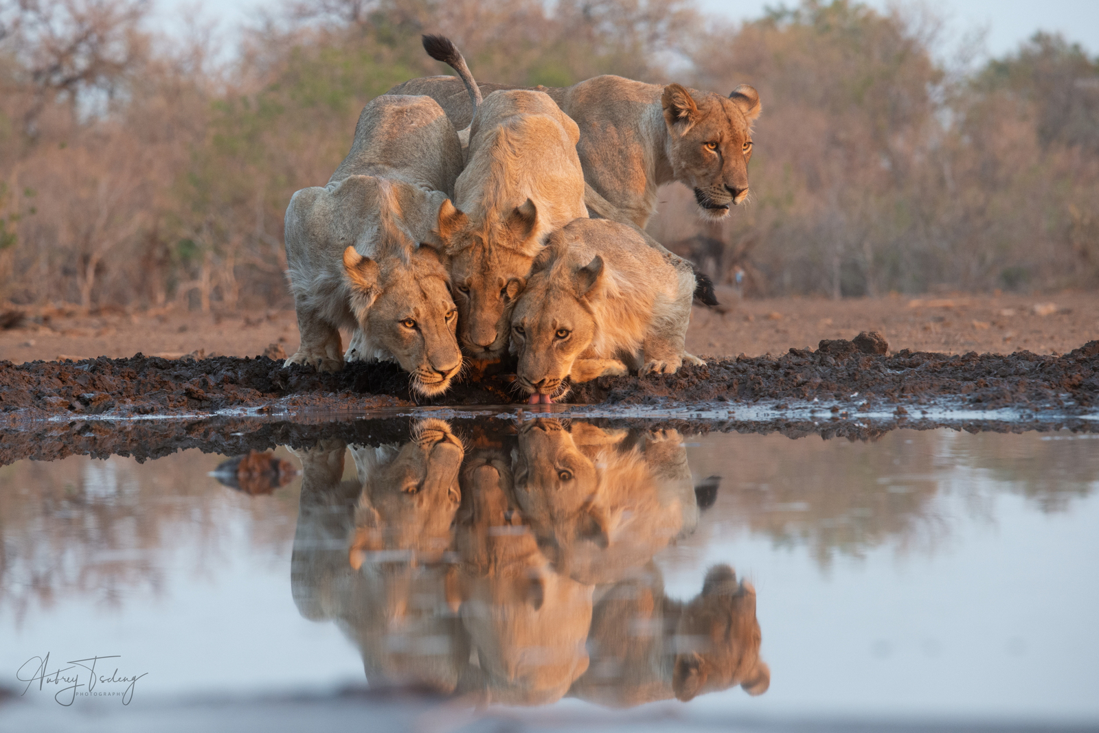 Mashatu Photographic Hide Mashatu Photographic Hide