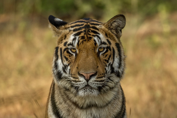 Bagh Villas: Tigergesicht