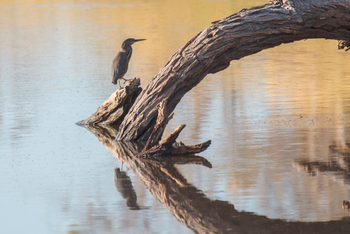 Belmond Savute Elephant Lodge Belmond Savute Elephant Lodge: Heron