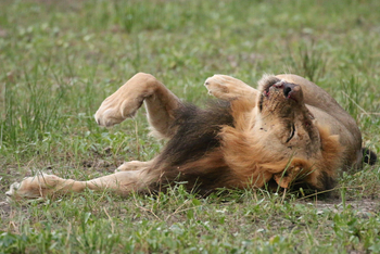 Bomani Tented Lodge Bomani Tented Lodge: Löwe