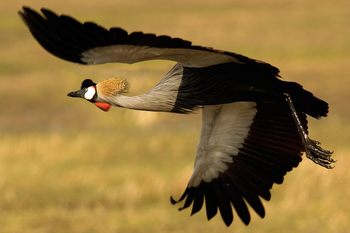 Busanga Bush Camp: Kronenkranich