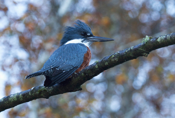 andBeyond Vira Vira Lodge: Ringed Kingfisher