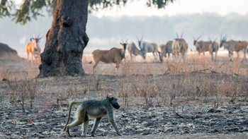 Chikwenya Camp Chikwenya Camp: Pavian vor Elenantilopen
