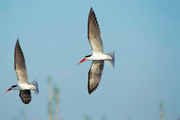 Chobe Savanna Lodge: Scherenschnäbel im Flug