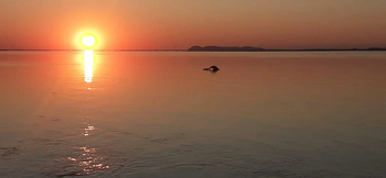 Diphlu River Lodge: Flussdelfin im Brahmaputra