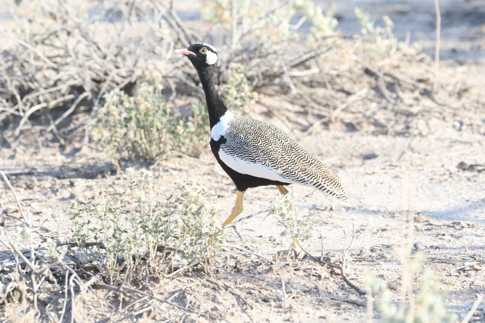 Dolomite Camp Dolomite Camp: Northern Black Koorhaan