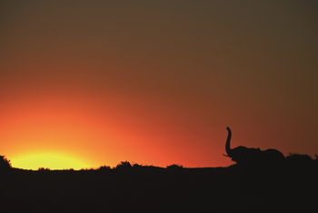 Duba Explorers Camp: Sonnenuntergang mit Elefanten