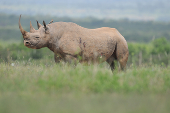 Finch Hatton's Lodge Finch Hatton's Lodge: Spitzmaulnashorn