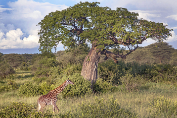 Forest Chem Chem: Giraffe vor Baobab