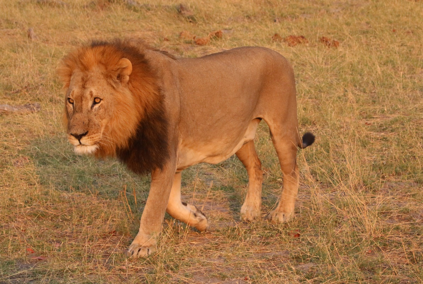 Ghoha Hills Savuti Lodge Ghoha Hills Savuti Lodge: Männlicher Löwe