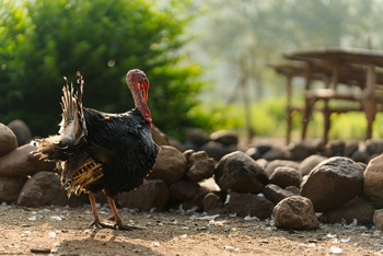 Gibb's Farm: Truthuhn