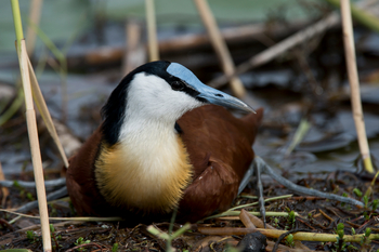 Jacana Camp: Blaustirnblässhühnchen