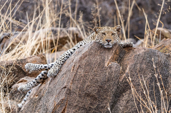 Koro River Camp: Müder Leopard