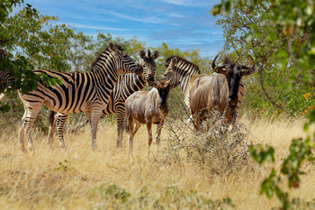 Koro River Camp: Zebras und Gnus