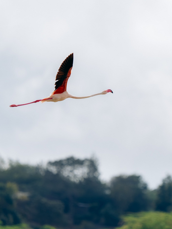 Koroi Forest Camp: Rosaflamingo