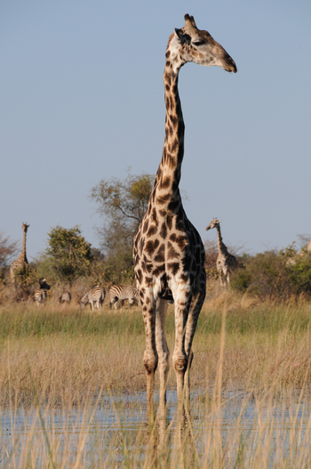 Macatoo Camp: Giraffe