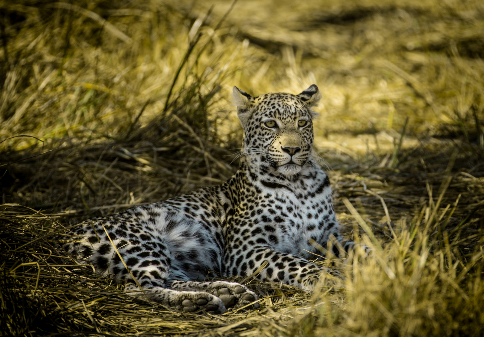 Machaba Camp: Leopard