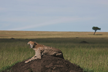 Mara Expedition Camp: Gähnender Gepard