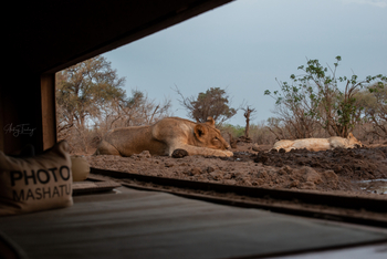 Mashatu Photographic Hide: Löwen